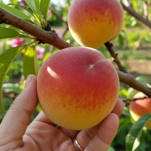 brzoskwinia-harnas2-floravi.pl