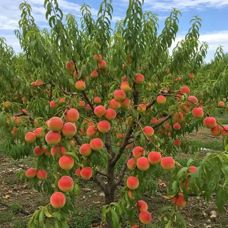 brzoskwinia-inka2-floravi.pl