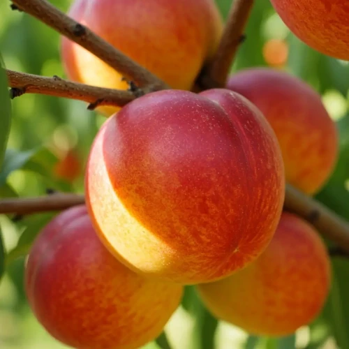 nektaryna-harco2-floravi.pl