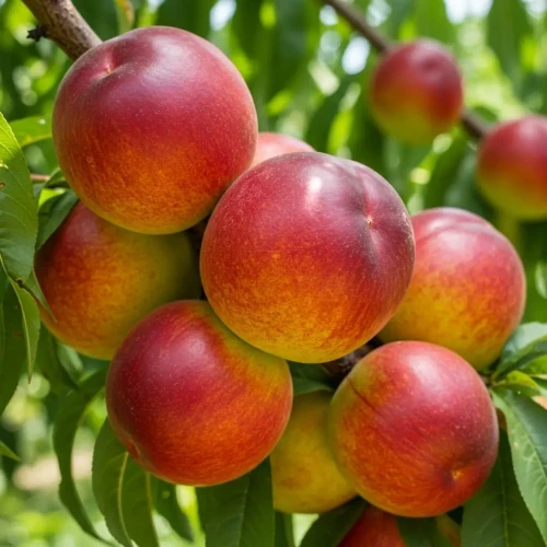 nektaryna-fantasia1-floravi.pl