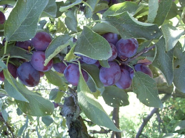 sliwa-amers3-floravi.pl