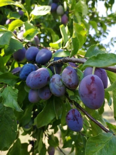 sliwa-wegierka-zwykla2-floravi.pl