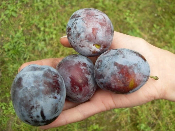 sliwa-president3-floravi.pl