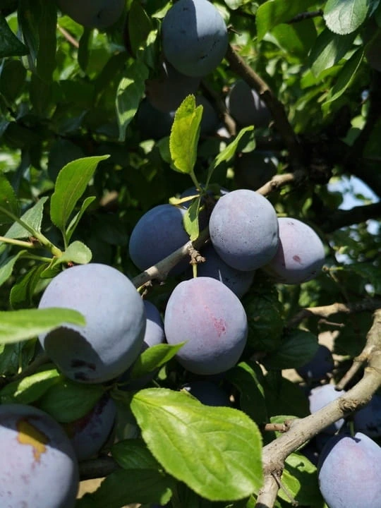 sliwa-wegierka-dabrowicka2-floravi.pl