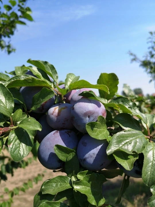 sliwa-wegierka-dabrowicka3-floravi.pl