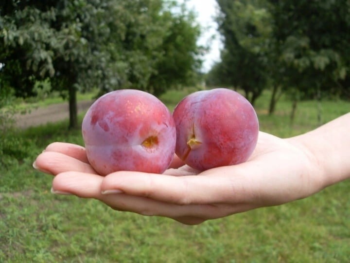 sliwa-renkloda-althana2-floravi.pl