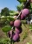 sliwa-brzoskwiniowa3-floravi.pl