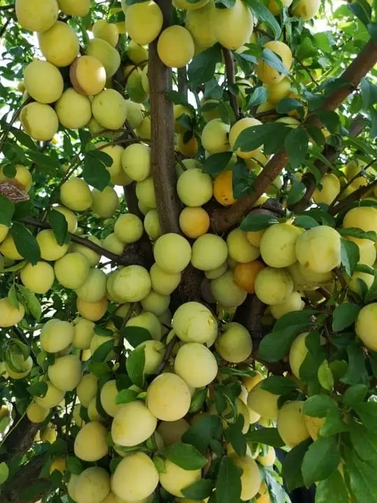 sliwa-japonska-shiro3-floravi.pl