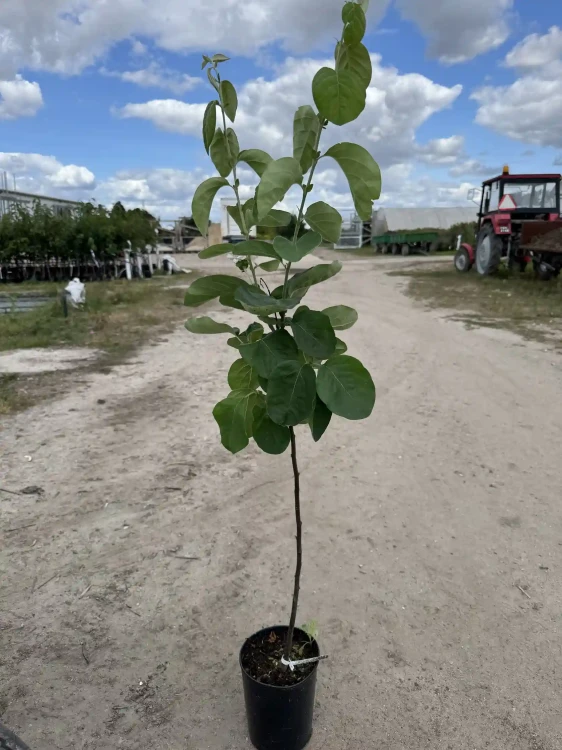 pigwa-drzewko-floravi.pl.webp