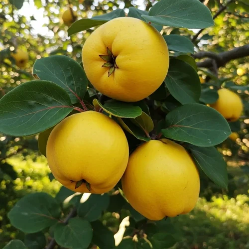 pigwa-wielkoowocowa-jablkowa1-floravi.pl