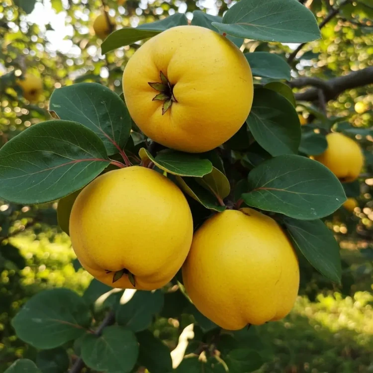 pigwa-wielkoowocowa-jablkowa1-floravi.pl