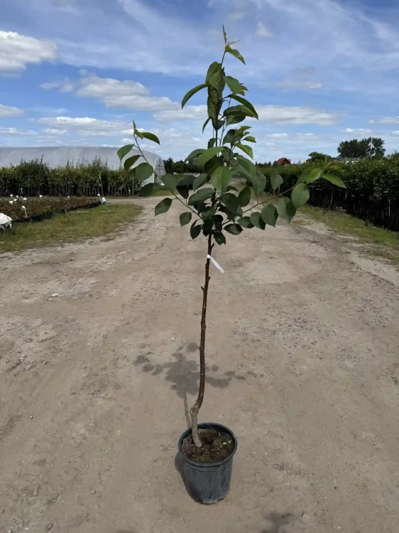 wisnia-drzewko-floravi.pl