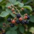 jezyna-thornfree3-floravi.pl