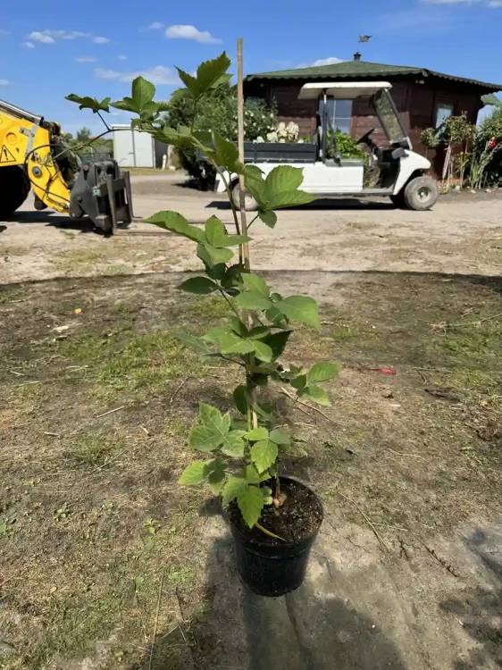 jezyna-krzew-floravi.pl