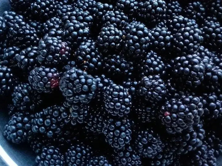 jezyna-triple-crown3-floravi.pl