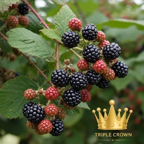 jezyna-triple-crown1-floravi.pl