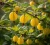 agrest-hinnonmaki-gelb2-floravi.pl