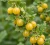 agrest-hinnonmaki-gelb3-floravi.pl