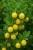 agrest-hinnonmaki-gelb1-floravi.pl