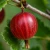 agrest-hinnonmaki-rot1-floravi.pl