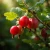 agrest-hinnonmaki-rot2-floravi.pl