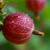 agrest-hinnonmaki-rot3-floravi.pl