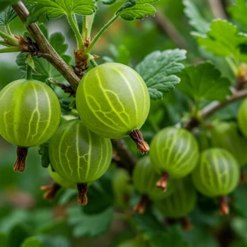 agrest-invicta1-floravi.pl