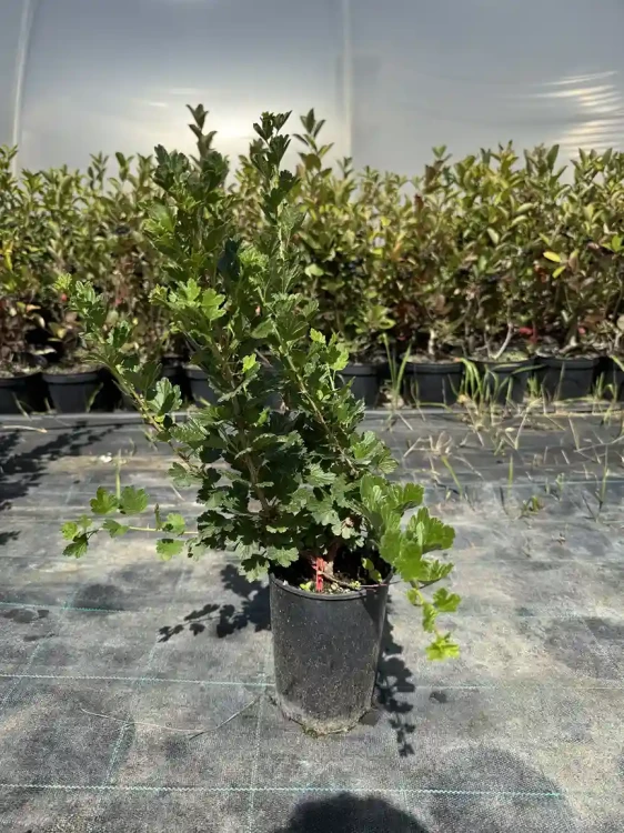 agrest-krzew-floravi.pl