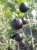 agrest-bezkolcowy-captivator2-floravi.pl