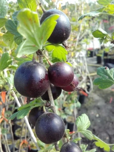 agrest-bezkolcowy-captivator1-floravi.pl