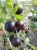 agrest-bezkolcowy-captivator1-floravi.pl