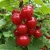 agrest-niesluchowski3-floravi.pl
