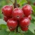 agrest-niesluchowski2-floravi.pl