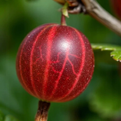 agrest-niesluchowski1-floravi.pl