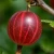 agrest-niesluchowski1-floravi.pl