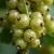 agrest-bialy-triumf1-floravi.pl