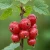 agrest-rzeszowski3-floravi.pl