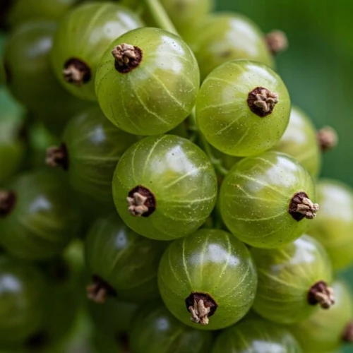 agrest-mucurines2-floravi.pl