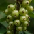 agrest-mucurines3-floravi.pl