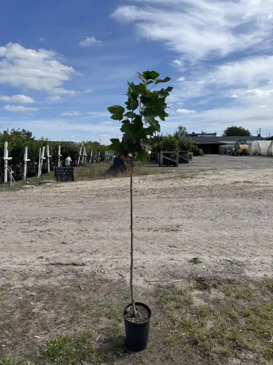 porzeczka-drzewko-floravi.pl