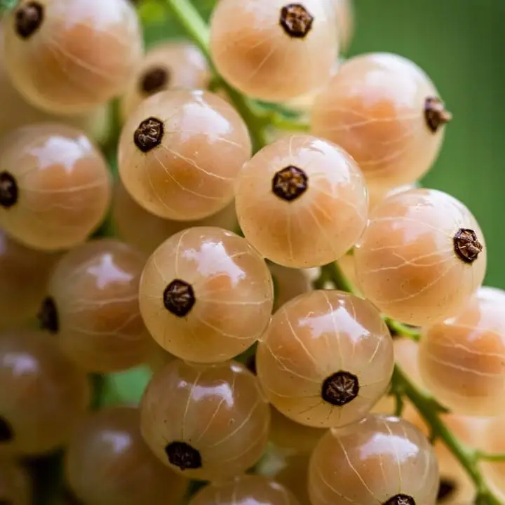 porzeczka-blanka1-floravi.pl