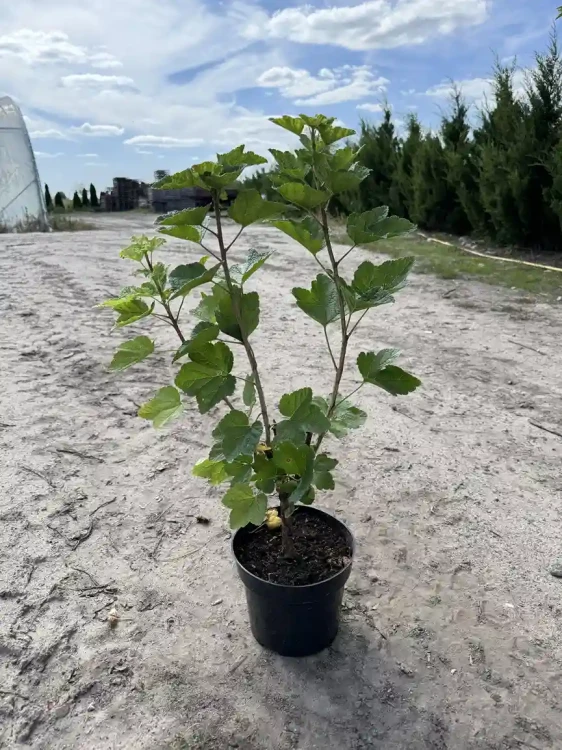 porzeczka-krzew-floravi.pl