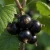 porzeczka-ben-lemond2-floravi.pl