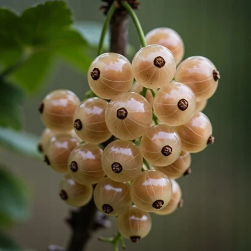 porzeczka-biala-z-juterborg2-floravi.pl