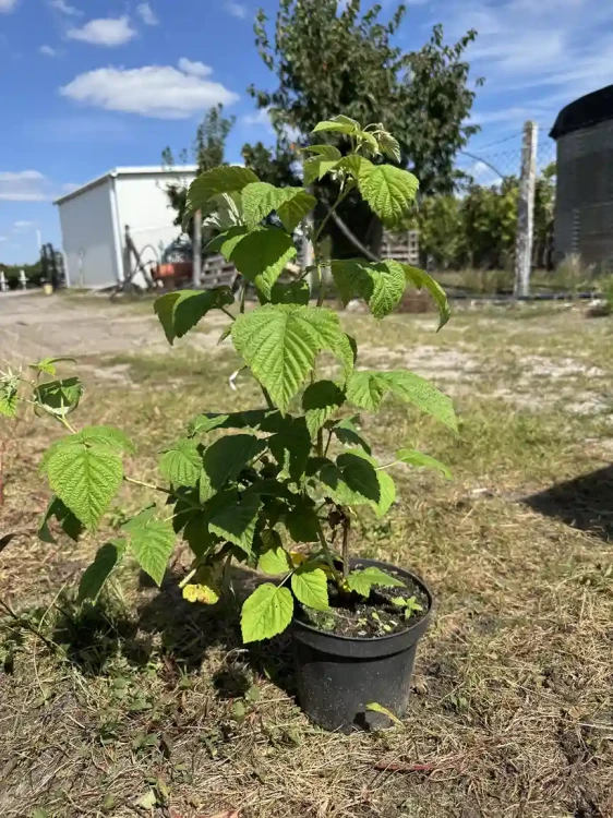 malina-powtarzajaca-owocowanie-krzew-floravi.pl