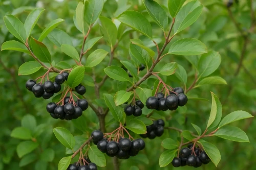 aronia-czarna1-floravi.pl