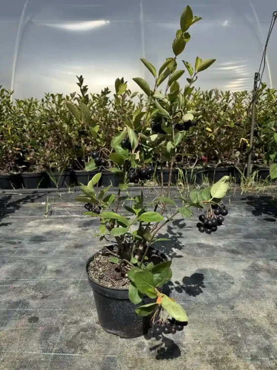 aronia-czarna-krzew-floravi.pl