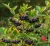 aronia-czarna1-floravi.pl