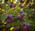 Swidosliwa-Olcholistna-Smoky2-floravi.pl