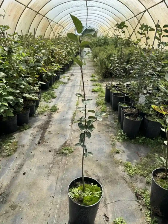 Swidosliwa-Olcholistna-Northline-krzew-floravi.pl